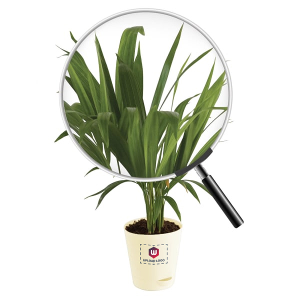 Areca Palm In Nurturing Planter - Customized With Logo-3