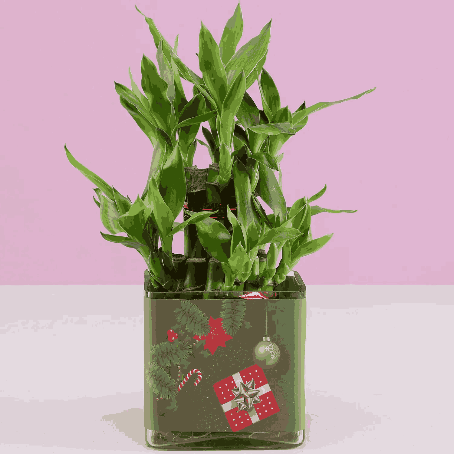lucky Bamboo Plant 2 layers for Christmas Gift-4