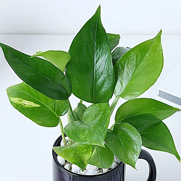 Evergreen Bond Friendship Day Mug with Money Plant-4