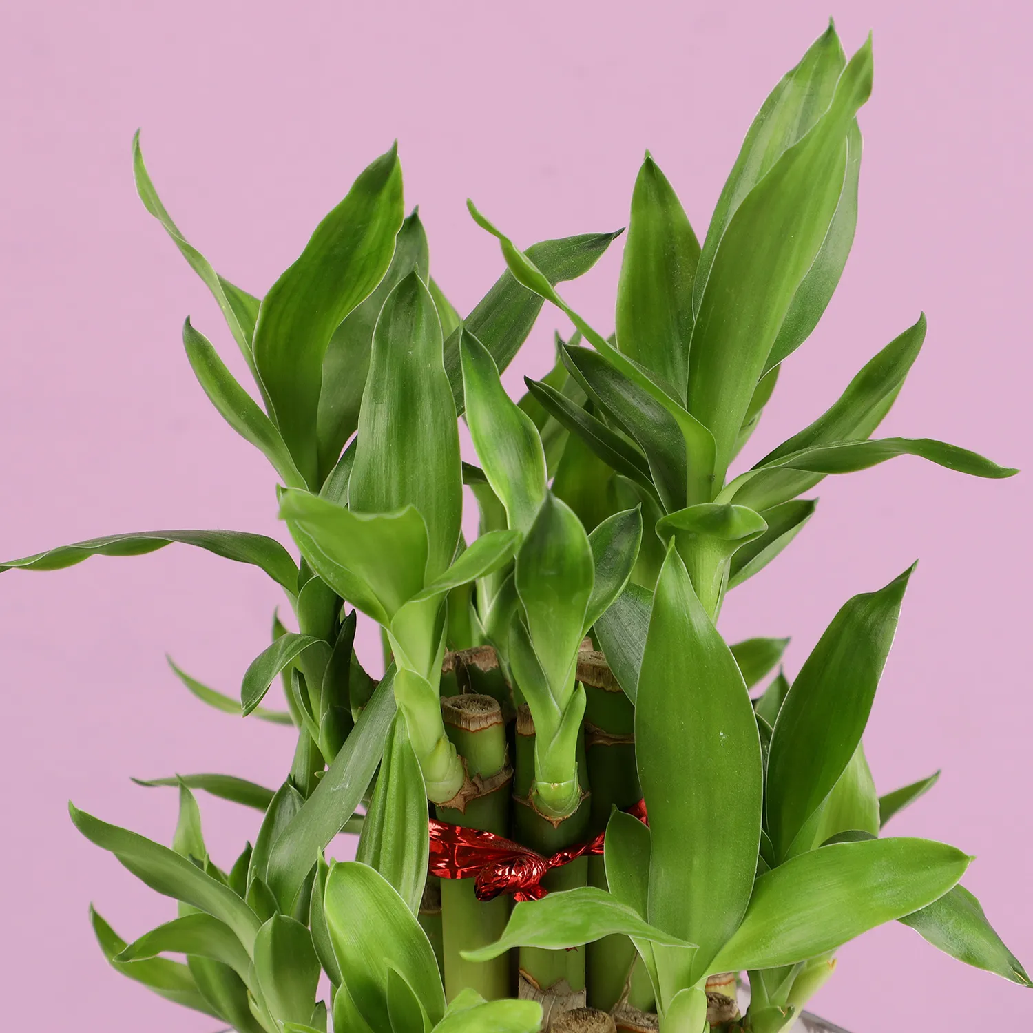 Merry Christmas Lucky Bamboo-5