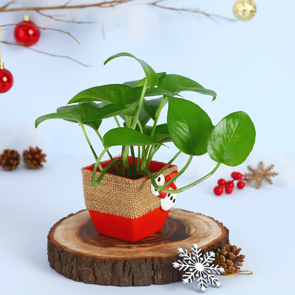 Xmas Gift Money Pant with Red Port-3