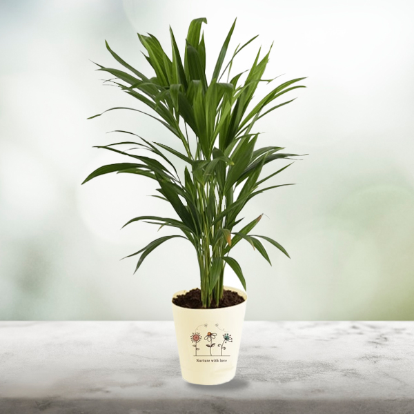 Areca Palm In Nurturing Planter - Customized With Logo-1