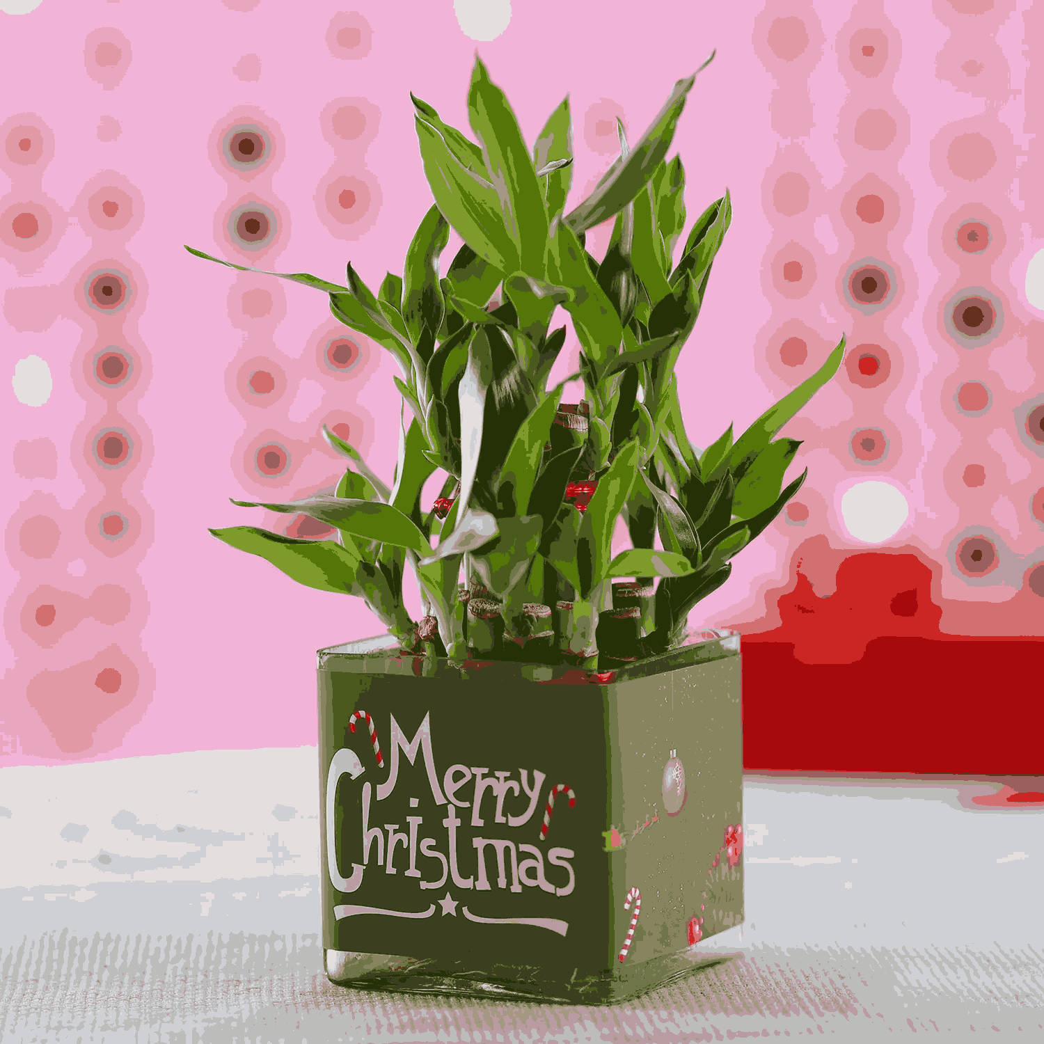 lucky Bamboo Plant 2 layers for Christmas Gift-1