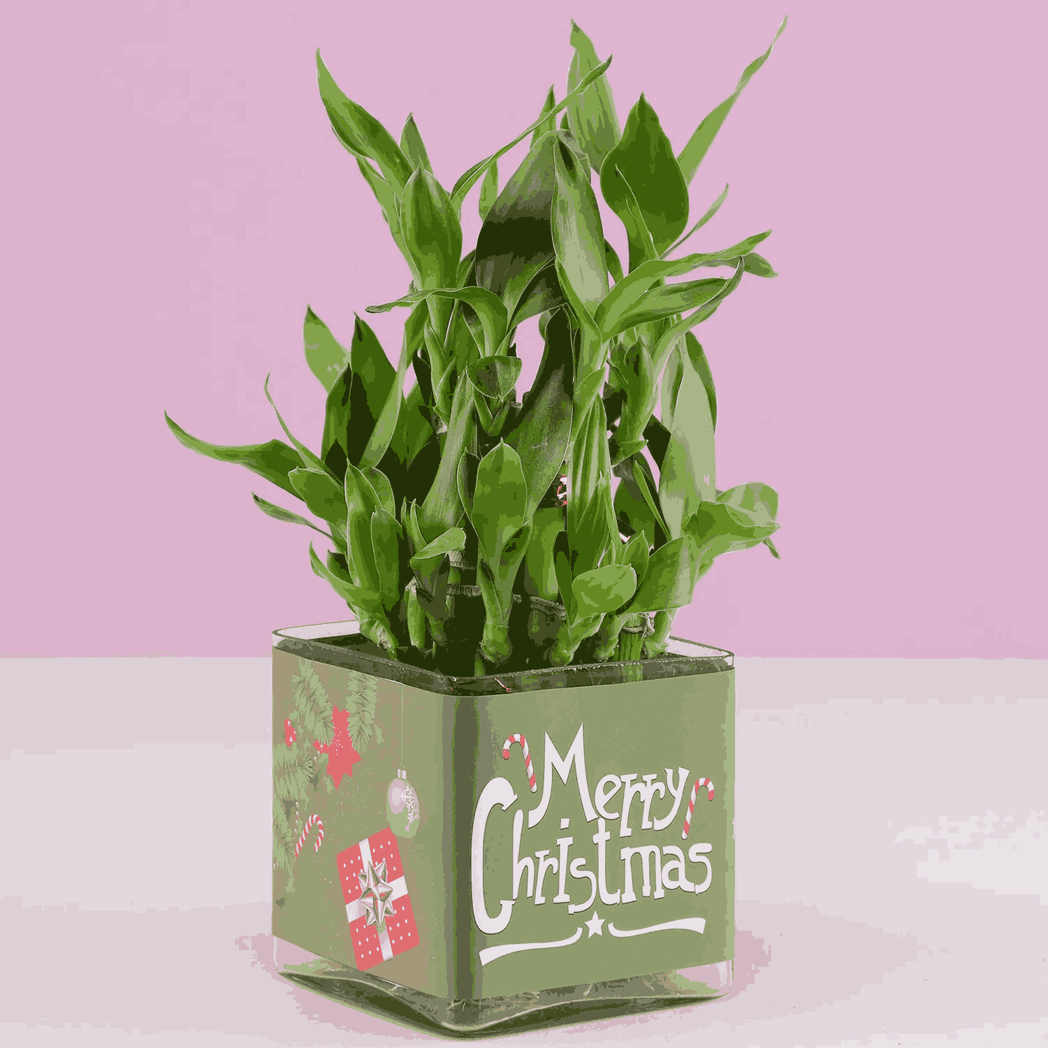 lucky Bamboo Plant 2 layers for Christmas Gift-2