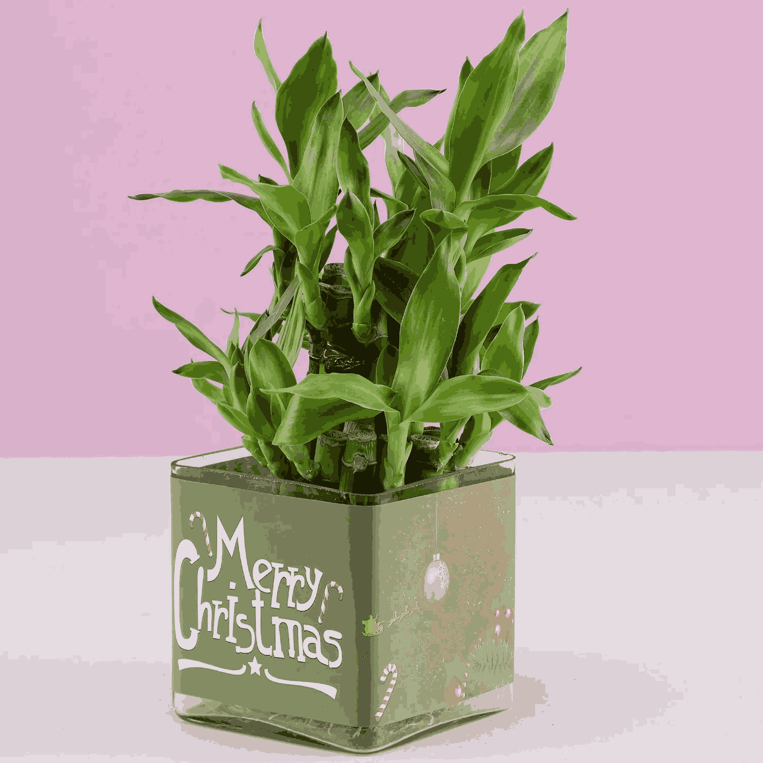 lucky Bamboo Plant 2 layers for Christmas Gift-3