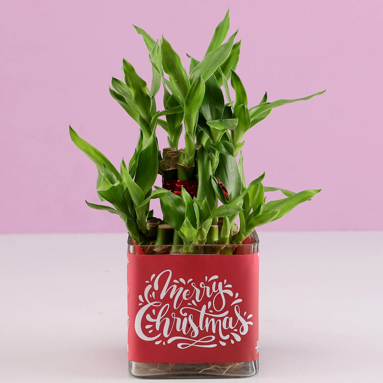 Merry Christmas Lucky Bamboo