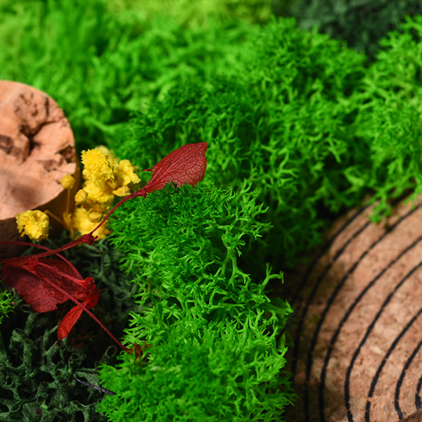 Forever Terrarium (Panorama) – Landscape Forest Display-1