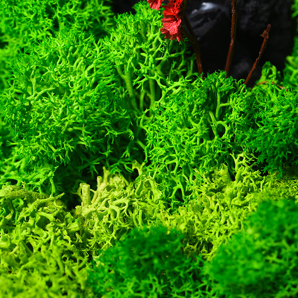 Forever Terrarium (Classic) – Forest Display-1