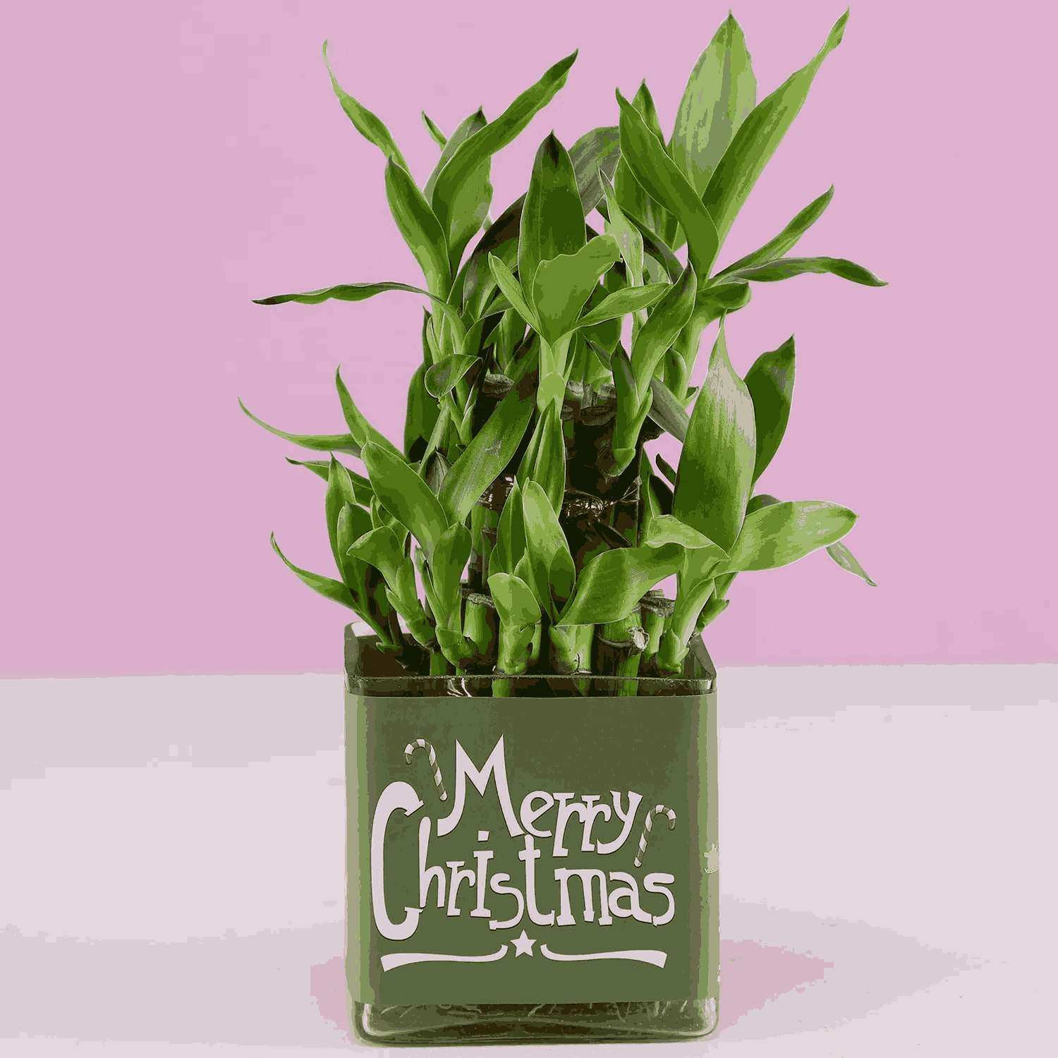 lucky Bamboo Plant 2 layers for Christmas Gift