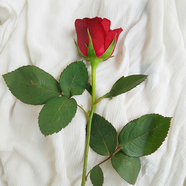 Love Quote Mug With Red Roses-2