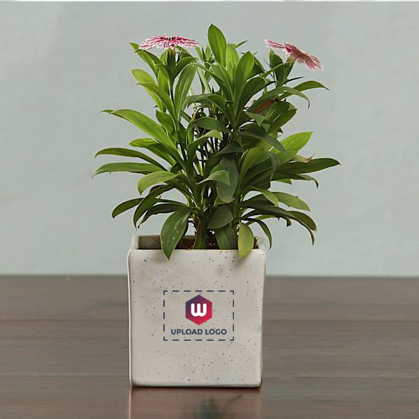 Planter Set of 2 with Logo And Message Customization-1