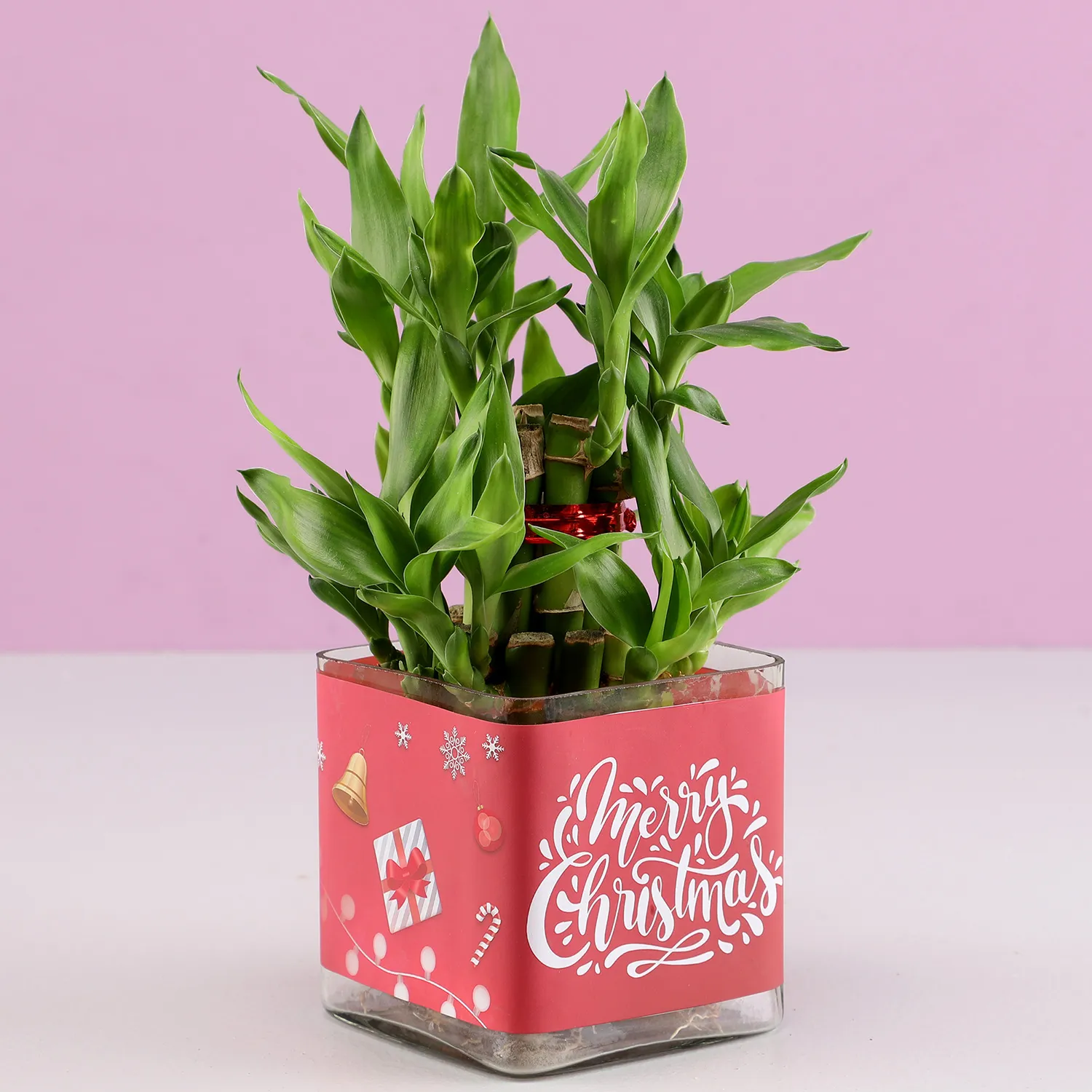 Merry Christmas Lucky Bamboo-1