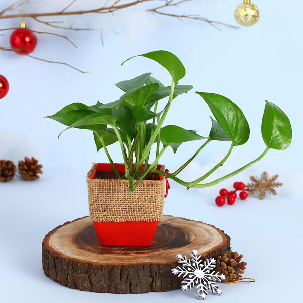 Xmas Gift Money Pant with Red Port-2