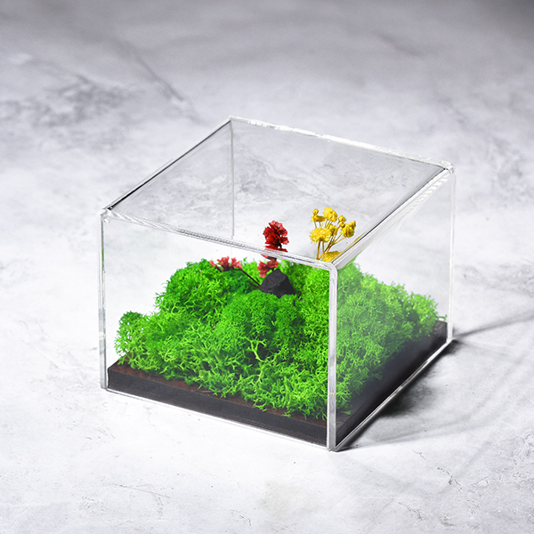 Forever Terrarium (Desk) –  Forest Display for Workspaces