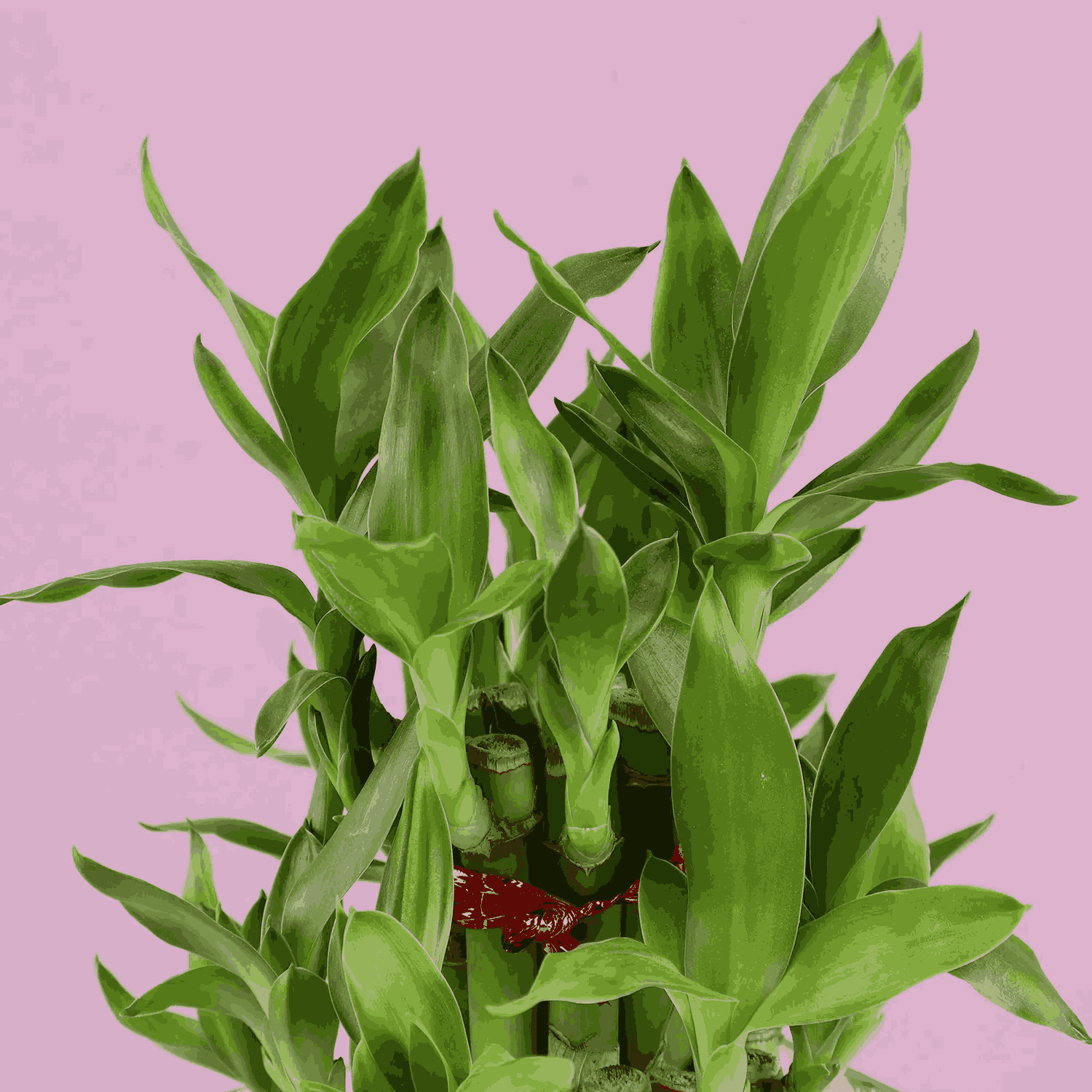 lucky Bamboo Plant 2 layers for Christmas Gift-5