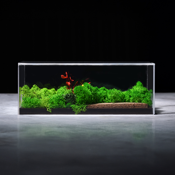 Forever Terrarium (Panorama) – Landscape Forest Display-3