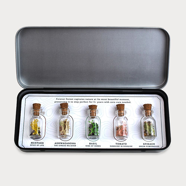 Forest Sparkle (Grow) – Premium Seed Gift Box