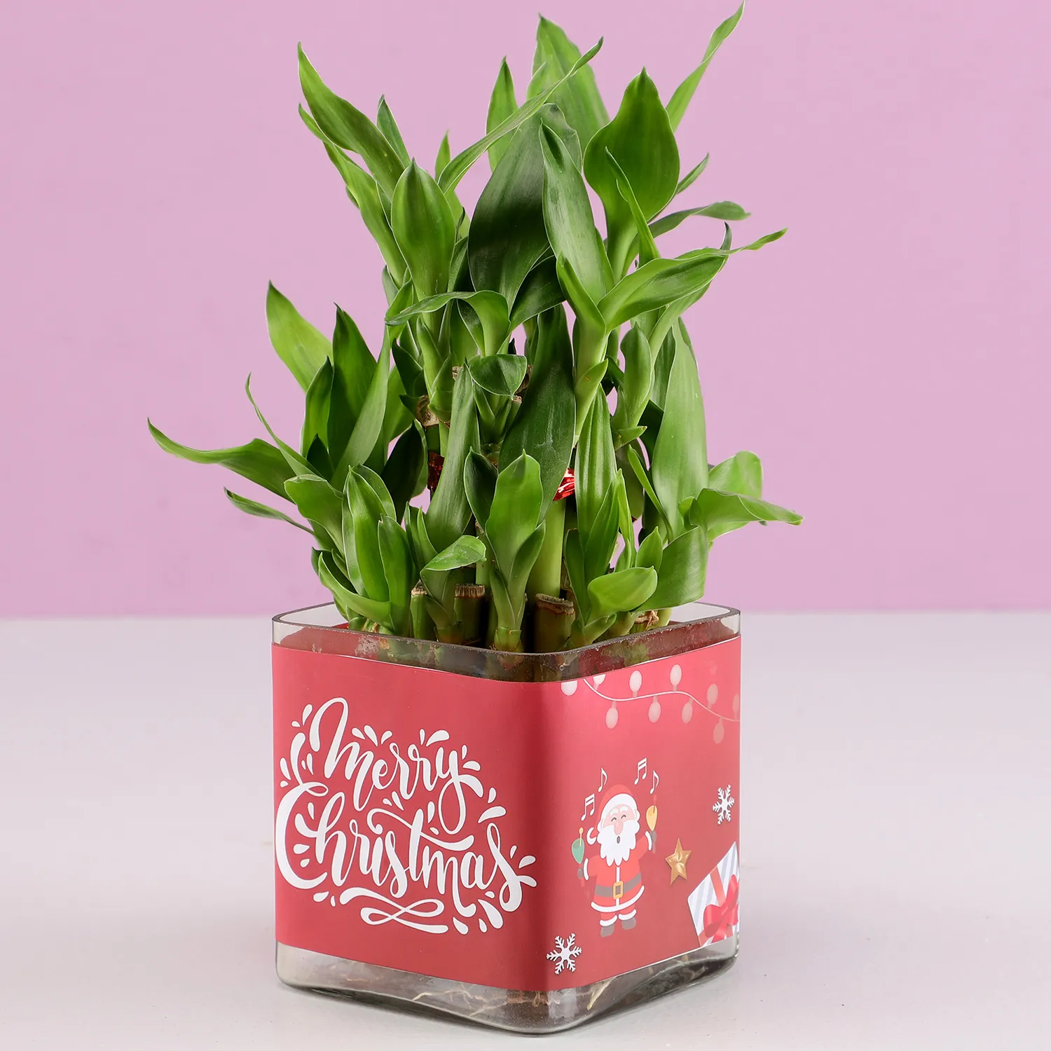 Merry Christmas Lucky Bamboo-2