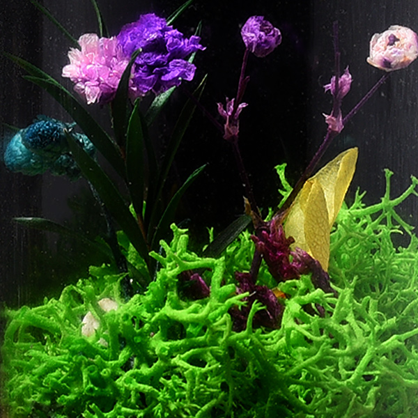 Desk Companion: Forest Dome-2