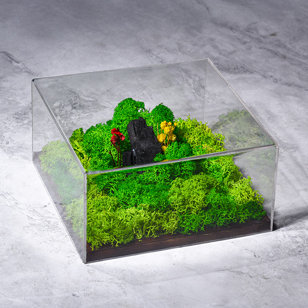 Forever Terrarium (Classic) – Forest Display